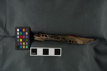 Media type: image;   Vertebrate Paleontology VPM-17748 Description: Photograph of a mandible in occlusal view of MCZ VPM-17748, Aelurodon compressus.;  Aspect: occlusal